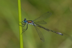 David Plant Photography - Wildlife Photography - Scarce emerald damselfly - G